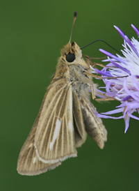 Saltmarsh Skipper